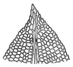 Fissidens exilis, leaf apex. Drawn from J.E. Beever 66-43b, CHR 587268.
 Image: R.C. Wagstaff © Landcare Research 2014 